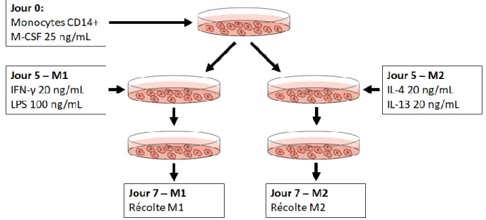 Figure 6. Protocole de différentiation des macrophages M1 et M2. 