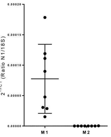 Figure  8.  Les  macrophages  M1  expriment  l’ARN  pour  Nétrine-1,  mais  pas  les  macrophages M2