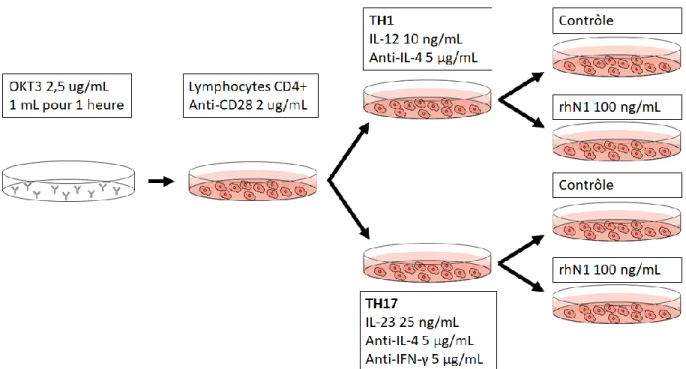 Figure 10. Protocole d’activation et de polarisation des lymphocytes T CD4+. 