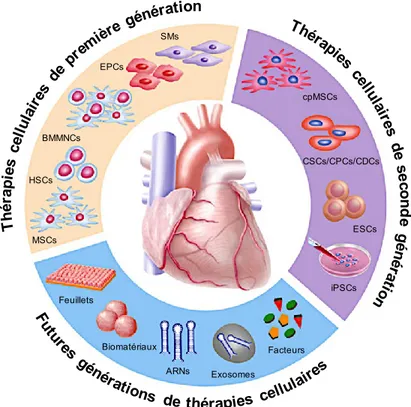 Figure 3.  Évolution des thérapies régénératives en cardiologie. 