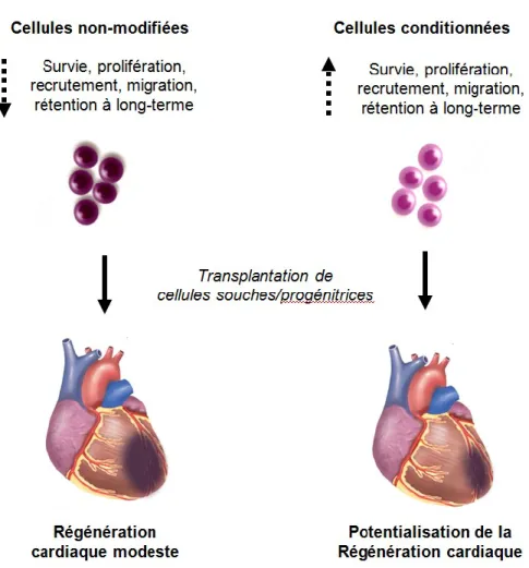 Figure 5.  Optimisation fonctionnelle des cellules souches ou progénitrices pour la  thérapie cellulaire cardiaque