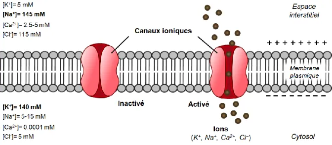 Figure 6.  Propriétés électriques de la membrane plasmique. 