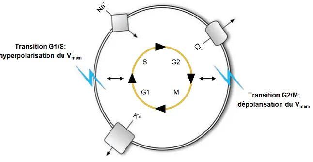 Figure 7.  Fluctuation du V mem  au cours du cycle cellulaire. 