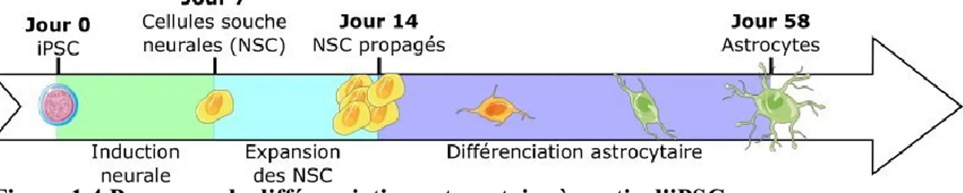 Figure 1.4 Processus de différenciation astrocytaire à partir d'iPSCs.  Processus typique de différenciation à l’aide de protocoles commerciaux