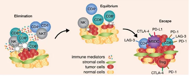 Figure 1.7 les 3 étapes de l'immunoédition.  