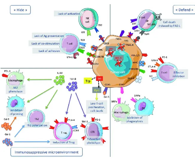 Figure 1.8 Évasion immunitaire par les cellules cancéreuses.  