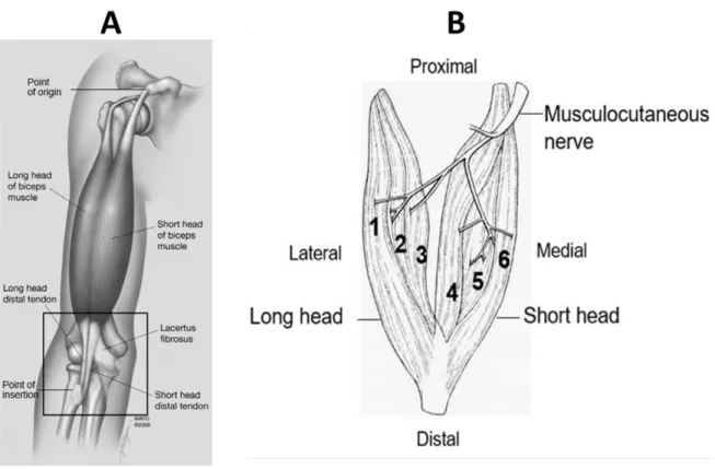 Fig.  2.3 Anatomy of biceps brachii.  A: Structural attachment (origin and insertion) of the biceps 