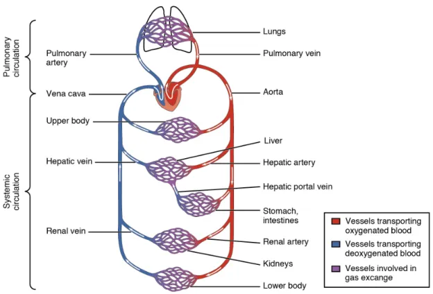 Figure 1.3. Ciculation du sang (source Wikimedia Commons)