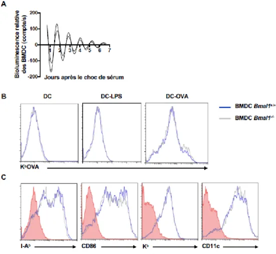Figure 9. –   L’absence d’horloge circadienne dans les cellules dendritiques n’influence pas le niveau  de chargement avec le peptide OVA257-264 ainsi que le niveau d’activation des BMDC