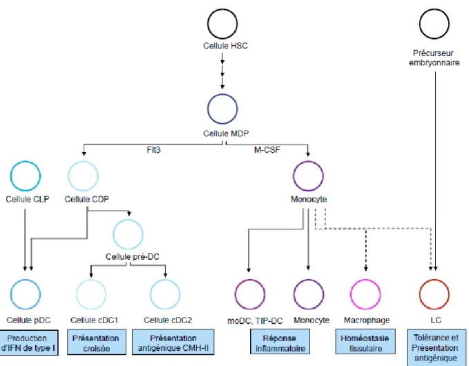 Figure 1. –   Développement des cellules dendritiques 