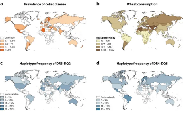 Figure 8: prévalence de la maladie cœliaque, consommation de blé et fréquences des haplotypes  HLA-DQ2 et HLA-DQ8 à l’échelle mondiale
