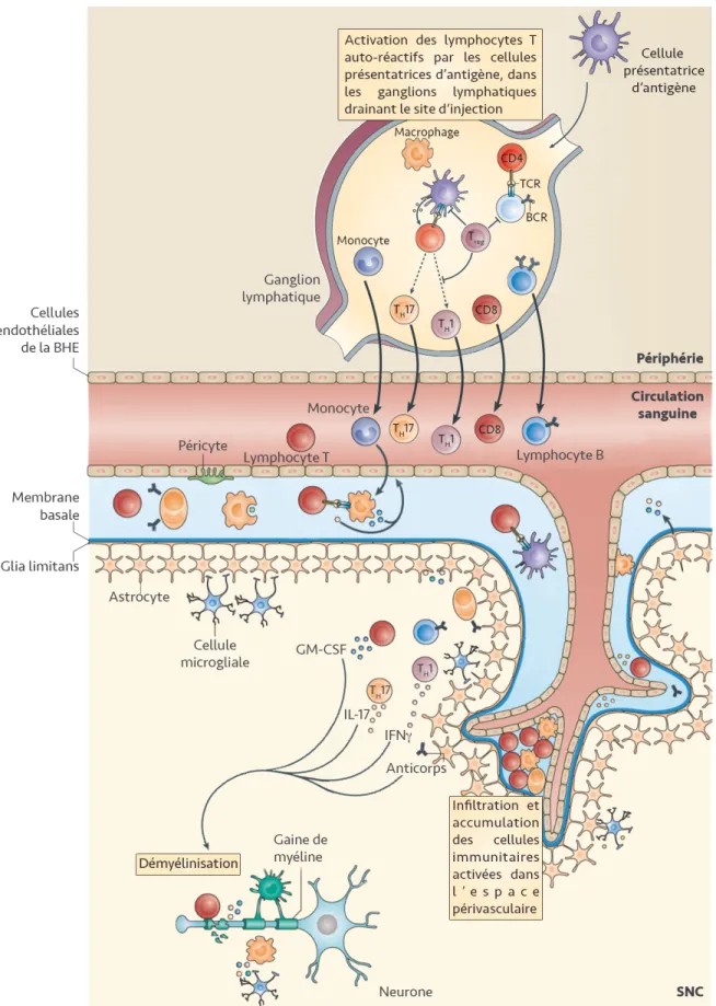 Figure 2.  Mécanismes  de  la  réponse  immunitaire  impliqués  dans  la  physiopathologie  de  l’EAE  et  la  SEP  et  la  formation  des  lésions  démyélinisantes