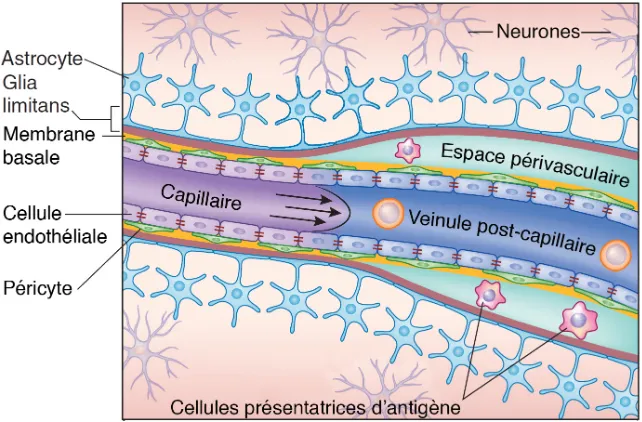 Figure 4.  Les  diverses  composantes  de  l’unité  neurovasculaire.  La  BHE,  localisée  au  niveau  des  capillaires  du  SNC,  fait  partie  intégrante  de  l’unité  neurovasculaire et assure le maintien de l’homéostasie cérébrale
