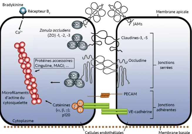 Figure 5.  Structure  moléculaire  des  jonctions  serrées  et  adhérentes  de  la  BHE
