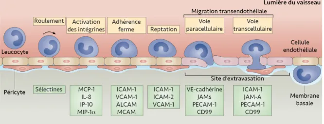 Figure 7.  Molécules  impliquées  dans  la  transmigration  des  leucocytes  à  travers l’endothélium vasculaire