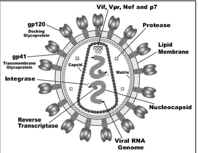 Figure III. Représentation des principaux composants d’une particule virale (VIH) mature  ou virion
