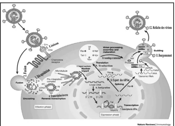 Figure V. Représentation schématique des grandes étapes du cycle de réplication du  VIH-1