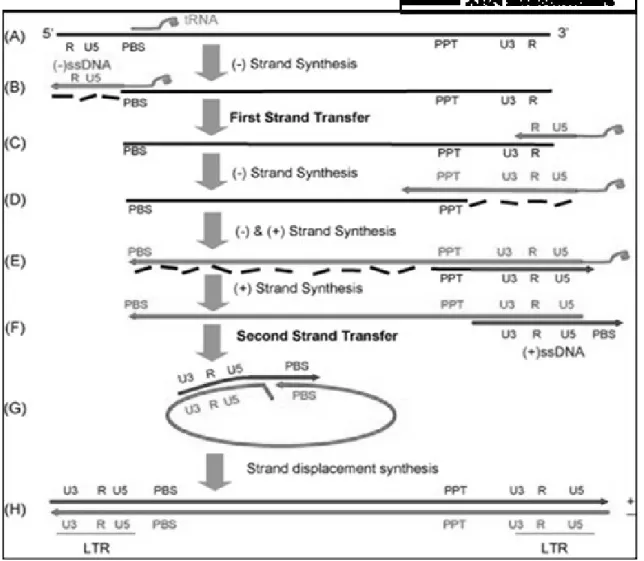Figure VII. Représentation schématique des différentes étapes de la transcription  inverse de l’ARN