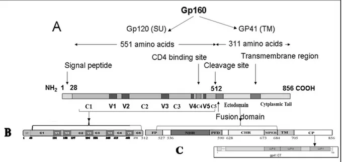 Figure IX. Schéma de la structure de la glycoprotéine gp160 et de ses dérivés, gp120 et  gp41