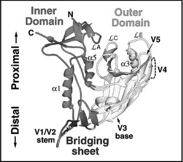 Figure X. Structure du noyau de la glycoprotéine gp120 de l’enveloppe du VIH-1.  