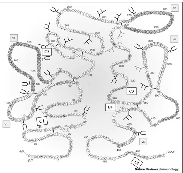 Figure XI. Représentation schématique de la structure de la glycoprotéine de surface  SUgp120 de l’enveloppe du VIH-1