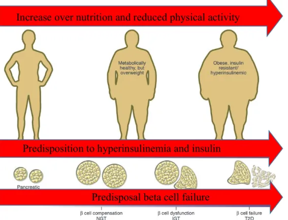 Figure  2:  Islet  β-cell  failure  and  the  natural  history  of  T2DM.  T2DM  develops  in  response to over nutrition and lack of physical activity in subjects that have underlying  genetic and acquired predispositions to both insulin resistance (and/o