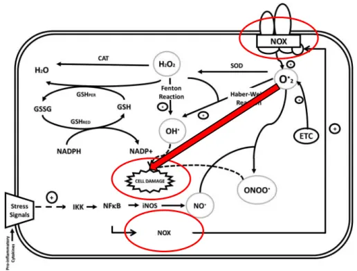 Figure  4:  ROS/RNS  species  formation  and  antioxidant  defense.  ROS  and  NO  may  be  generated  by  appropriate/inappropriate  stimuli