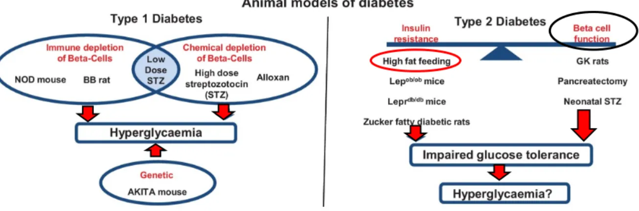 Figure  6:  Schematic  summary  of  animal  models  in  the  study  of  Diabetes  Mellitus