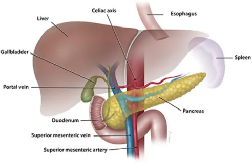 Figure 7: The pancreas with surrounding organs and vessels. Adapted from [65]. 