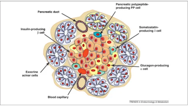 Figure  8:  The  endocrine  pancreas  with  the  different  types  of  cells  which  make  up  the 