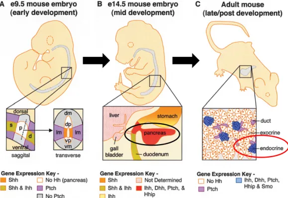Figure  11:  Hedgehog  signalling  during  mouse  pancreas  development.  (A)  E9.5  mouse  embryo  (early  development)