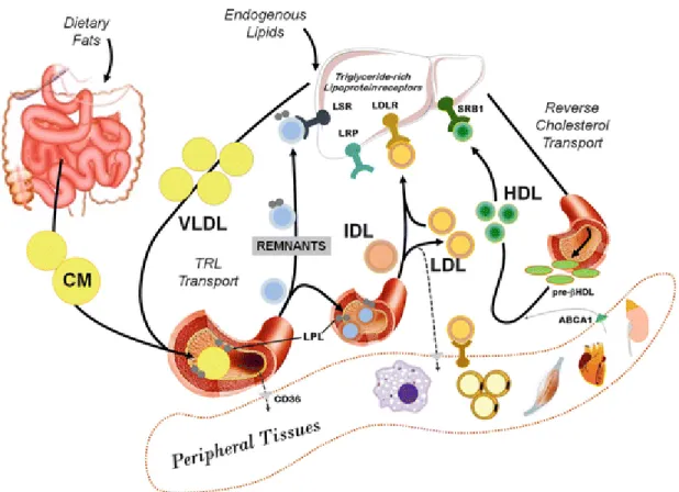 Figure 3. Lipoprotein transport pathways. 