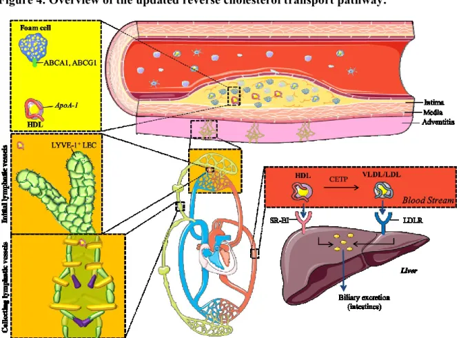 Figure 4. Overview of the updated reverse cholesterol transport pathway. 
