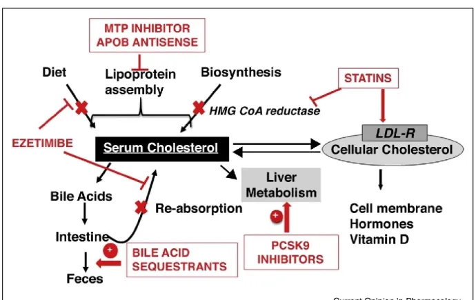Figure 6. Summary of the mechanisms of action of cholesterol lowering drugs. 