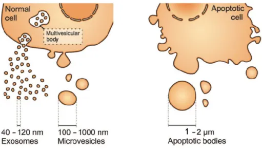 Figure 7. Cells produce different types of extracellular vesicles that vary in size. 