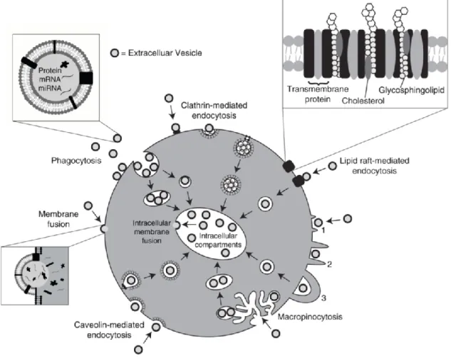 Figure 8. Internalization pathways of extracellular vesicles within target cells. 