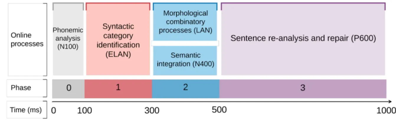 Figure 2.  The “syntax-first” model of sentence comprehension.   Adapted from Friederici (2002, 2011)