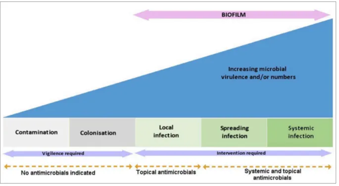Figure 7. Continuum de l’évolution de l’infection de la plaie (avec permission de Swanson et  al., 2016)