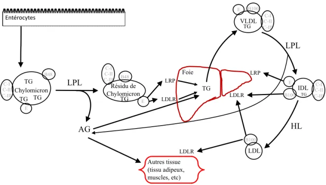 Figure 1 : Schéma simplifié du métabolisme postprandial des gras, adapté de (58-60).  Abréviations : AG, acides gras ; B100, apolipoprotéine B-100 ; C-I, apolipoprotéine C-I ; C-II, 