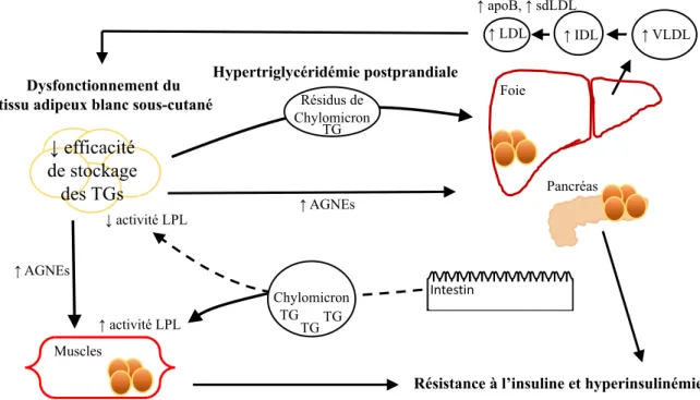 Figure 3 : Le cercle vicieux des apoB-lipoprotéines et de la dysfonction du TAB,  entraînant l'hypertriglycéridémie postprandiale, la résistance à l'insuline et l'hyperinsulinémie