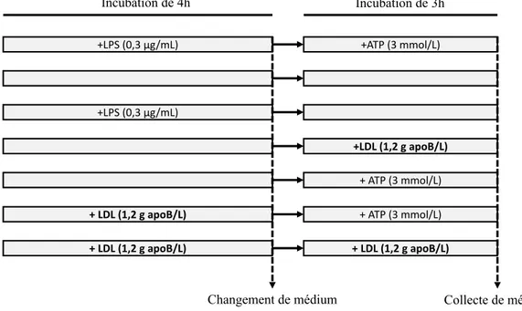 Figure 4 : Schéma expérimental de la mesure de l'activité de l'inflammasome NLRP3  dans le TAB humain ex vivo
