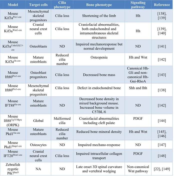 Table 1-I. Phenotypic consequences of ciliary protein disruption in bone cells. 