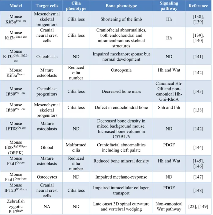 Table 1-I. Phenotypic consequences of ciliary protein disruption in bone cells. 