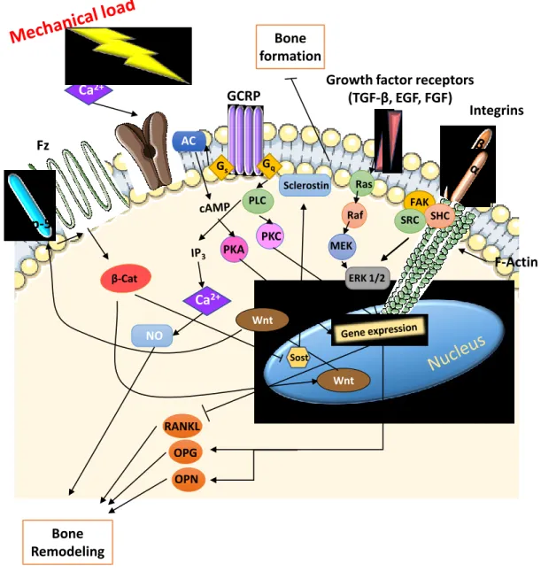 Figure 1-4 Bone cell mechanotransduction