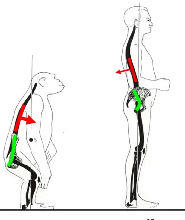 Figure 1-5 Biomechanical  differences of human with other  bipeds.