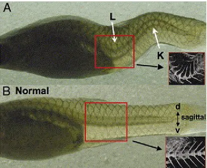 Figure 1-6 The Curveback guppy as a model for human idiopathic scoliosis.