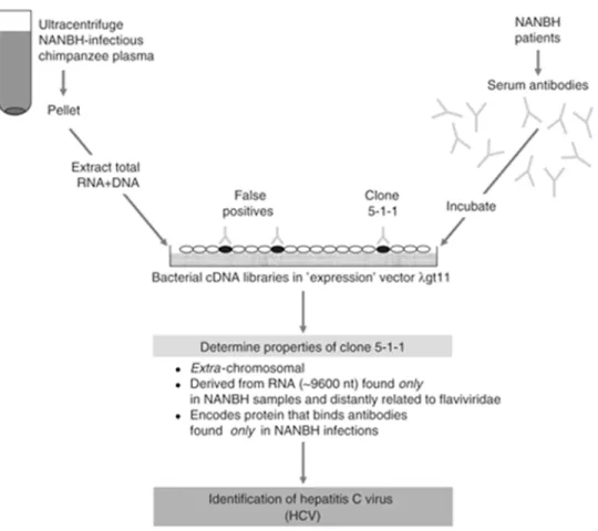 Figure 1.1. Schematic illustration for HCV first identification. 