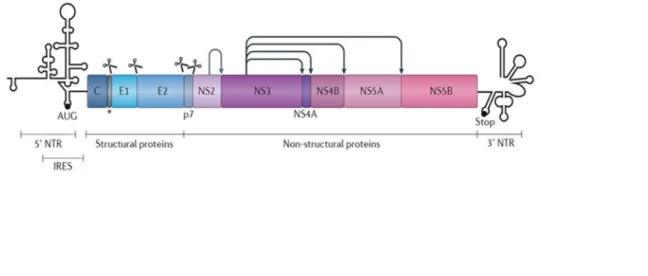 Figure 1.2. Genomic organization of HCV virus. 
