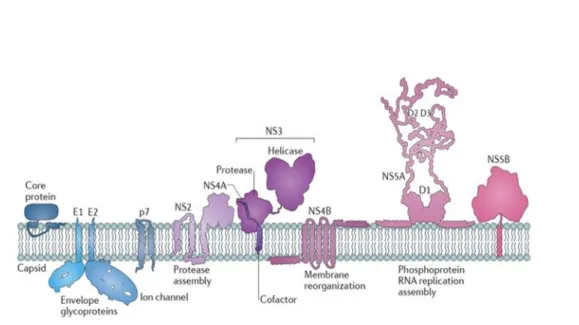 Figure 1.3. HCV proteins attached to ER membranes. 