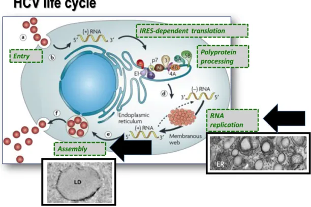 Figure 1.4. Schematic representation of the HCV life cycle. 